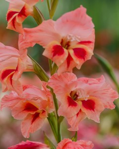Gladiolus Nathalie